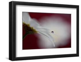 Hidden and exposed-Heidi Westum-Framed Photographic Print