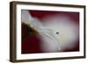 Hidden and exposed-Heidi Westum-Framed Photographic Print