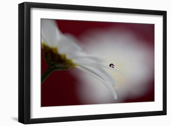 Hidden and exposed-Heidi Westum-Framed Photographic Print