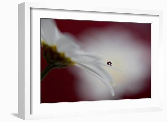 Hidden and exposed-Heidi Westum-Framed Photographic Print