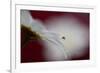 Hidden and exposed-Heidi Westum-Framed Photographic Print