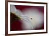 Hidden and exposed-Heidi Westum-Framed Photographic Print