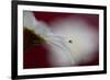 Hidden and exposed-Heidi Westum-Framed Photographic Print