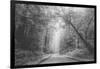 Hidden Coastal Highway, Redwood Coast California-Vincent James-Framed Photographic Print