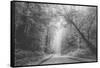 Hidden Coastal Highway, Redwood Coast California-Vincent James-Framed Stretched Canvas