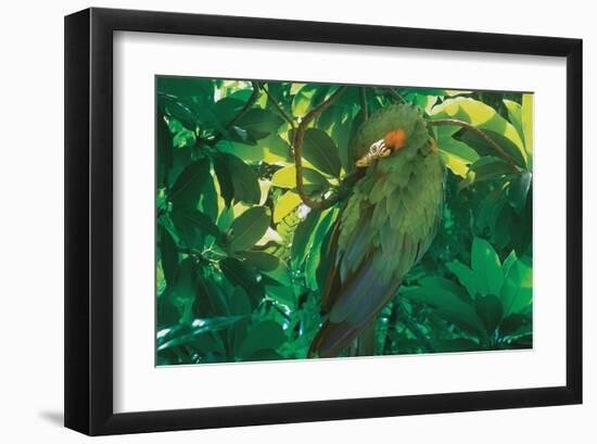 Hidden Green-Steve Hunziker-Framed Art Print