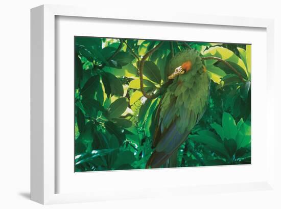 Hidden Green-Steve Hunziker-Framed Art Print