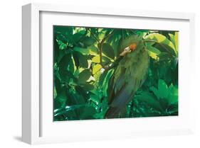 Hidden Green-Steve Hunziker-Framed Art Print