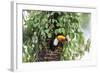 Hidden Habitat-Staffan Widstrand-Framed Giclee Print