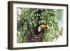 Hidden Habitat-Staffan Widstrand-Framed Giclee Print