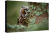 Hidden Portrait Long-Eared Owl with Big Orange Eyes behind Larch Tree Trunk, Wild Animal in the Nat-Ondrej Prosicky-Stretched Canvas