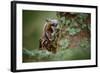 Hidden Portrait Long-Eared Owl with Big Orange Eyes behind Larch Tree Trunk, Wild Animal in the Nat-Ondrej Prosicky-Framed Photographic Print