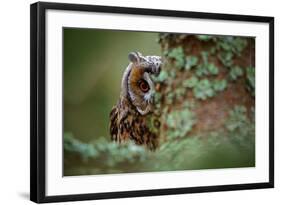 Hidden Portrait Long-Eared Owl with Big Orange Eyes behind Larch Tree Trunk, Wild Animal in the Nat-Ondrej Prosicky-Framed Photographic Print