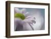 Hide and seek-Heidi Westum-Framed Photographic Print