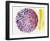 Hide & Seek-Michelle Oppenheimer-Framed Art Print