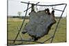 Hide Stretched on Native American Tanning Frame, North Dakota-Angel Wynn-Stretched Canvas