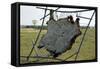 Hide Stretched on Native American Tanning Frame, North Dakota-Angel Wynn-Framed Stretched Canvas