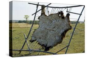 Hide Stretched on Native American Tanning Frame, North Dakota-Angel Wynn-Stretched Canvas