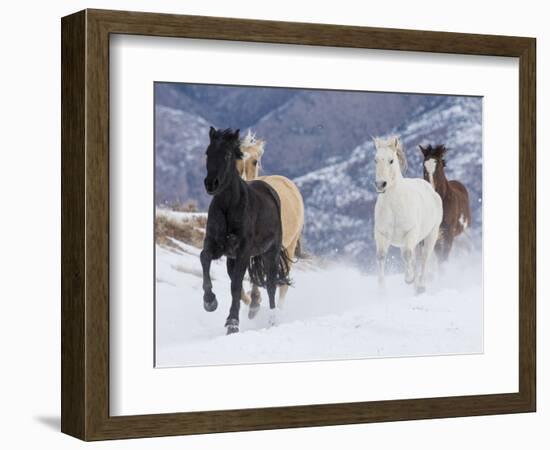 Hideout Ranch, Shell, Wyoming. Horse running through the snow.-Darrell Gulin-Framed Photographic Print