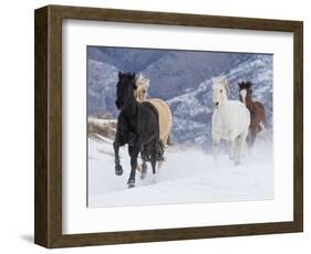 Hideout Ranch, Shell, Wyoming. Horse running through the snow.-Darrell Gulin-Framed Photographic Print