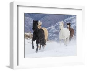 Hideout Ranch, Shell, Wyoming. Horse running through the snow.-Darrell Gulin-Framed Photographic Print