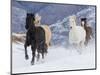 Hideout Ranch, Shell, Wyoming. Horse running through the snow.-Darrell Gulin-Mounted Photographic Print
