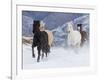 Hideout Ranch, Shell, Wyoming. Horse running through the snow.-Darrell Gulin-Framed Photographic Print