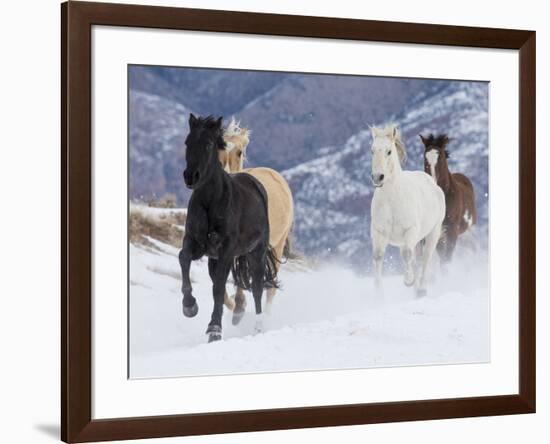 Hideout Ranch, Shell, Wyoming. Horse running through the snow.-Darrell Gulin-Framed Photographic Print