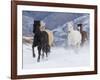 Hideout Ranch, Shell, Wyoming. Horse running through the snow.-Darrell Gulin-Framed Photographic Print