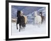 Hideout Ranch, Shell, Wyoming. Horse running through the snow.-Darrell Gulin-Framed Photographic Print