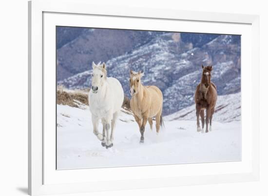 Hideout Ranch, Shell, Wyoming. Horse running through the snow.-Darrell Gulin-Framed Photographic Print