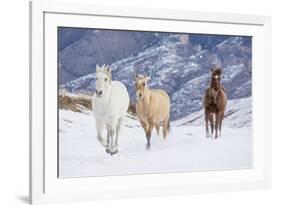 Hideout Ranch, Shell, Wyoming. Horse running through the snow.-Darrell Gulin-Framed Photographic Print