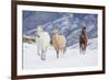 Hideout Ranch, Shell, Wyoming. Horse running through the snow.-Darrell Gulin-Framed Photographic Print