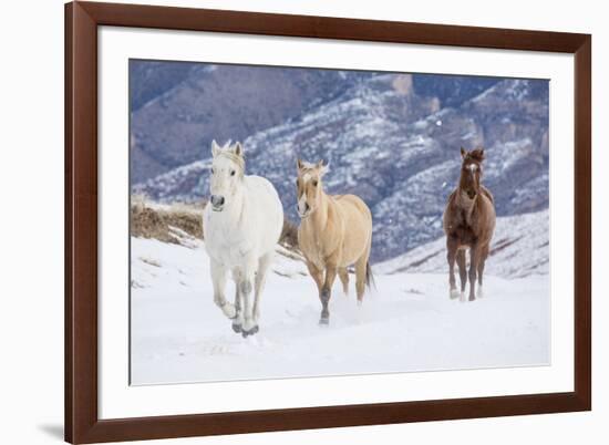 Hideout Ranch, Shell, Wyoming. Horse running through the snow.-Darrell Gulin-Framed Photographic Print