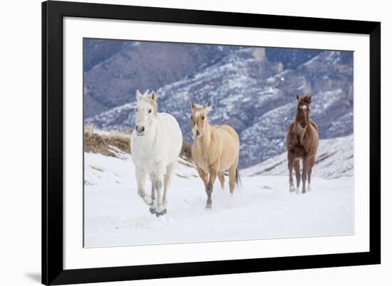 Hideout Ranch, Shell, Wyoming. Horse running through the snow.-Darrell Gulin-Framed Photographic Print