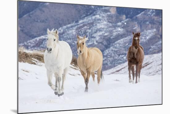 Hideout Ranch, Shell, Wyoming. Horse running through the snow.-Darrell Gulin-Mounted Photographic Print