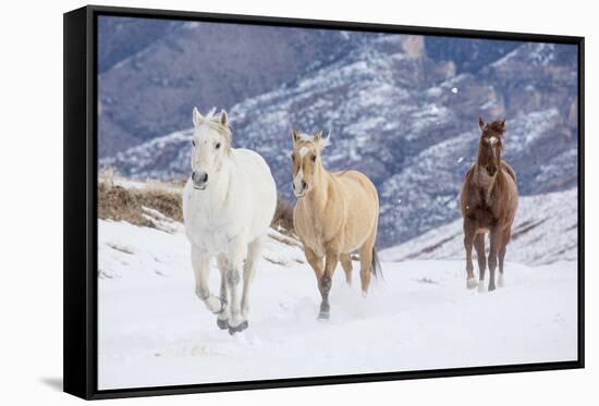 Hideout Ranch, Shell, Wyoming. Horse running through the snow.-Darrell Gulin-Framed Stretched Canvas