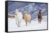 Hideout Ranch, Shell, Wyoming. Horse running through the snow.-Darrell Gulin-Framed Stretched Canvas