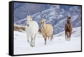 Hideout Ranch, Shell, Wyoming. Horse running through the snow.-Darrell Gulin-Framed Stretched Canvas