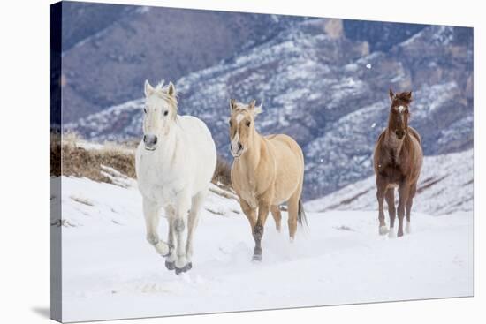 Hideout Ranch, Shell, Wyoming. Horse running through the snow.-Darrell Gulin-Stretched Canvas
