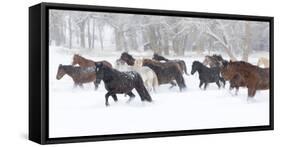 Hideout Ranch, Shell, Wyoming. Horse running through the snow.-Darrell Gulin-Framed Stretched Canvas