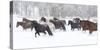 Hideout Ranch, Shell, Wyoming. Horse running through the snow.-Darrell Gulin-Stretched Canvas
