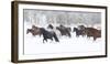 Hideout Ranch, Shell, Wyoming. Horse running through the snow.-Darrell Gulin-Framed Photographic Print