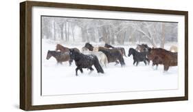 Hideout Ranch, Shell, Wyoming. Horse running through the snow.-Darrell Gulin-Framed Photographic Print