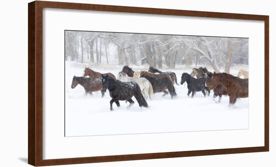 Hideout Ranch, Shell, Wyoming. Horse running through the snow.-Darrell Gulin-Framed Photographic Print