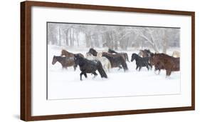 Hideout Ranch, Shell, Wyoming. Horse running through the snow.-Darrell Gulin-Framed Photographic Print