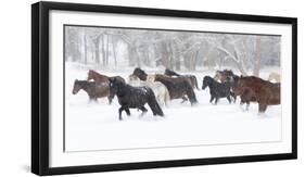 Hideout Ranch, Shell, Wyoming. Horse running through the snow.-Darrell Gulin-Framed Photographic Print