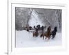 Hideout Ranch, Shell, Wyoming. Horse running through the snow.-Darrell Gulin-Framed Photographic Print