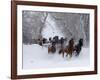 Hideout Ranch, Shell, Wyoming. Horse running through the snow.-Darrell Gulin-Framed Photographic Print