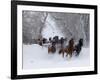 Hideout Ranch, Shell, Wyoming. Horse running through the snow.-Darrell Gulin-Framed Photographic Print